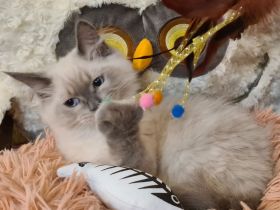 Neva Masquarade Kater blue point Sibirischer Kater mit Stammbaum