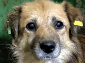 Didrik, lieber, ausgeglichener Rüde sucht ein ebensolches Zuhause,  5J, 45 cm