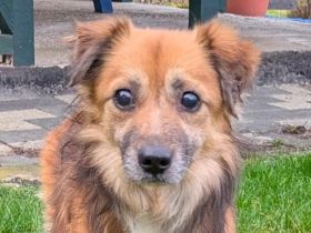 Didrik, süßer, blinder, kuschelaffiner Rüde sucht ein liebevolles Zuhause,  7J, 45 cm