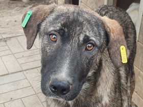 Freddy, ruhiger, safter Junghund, der gerne in ein Zuhause in ruhiger Umgebung zieht, 2 J, 54 cm