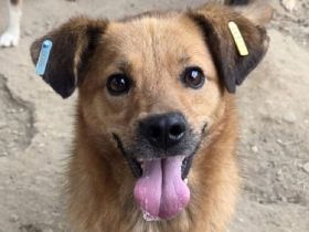 Jakob, wuseliger, leicht unsicherer Hund mit großem Herz, 4 J, 56 cm