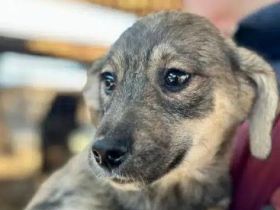 Kyla, kleine Welpendame wartet auf ihre Chance auf ein Zuhause, 4M, 15 cm