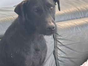 Dunkle Schönheit Amber sucht Zuhause