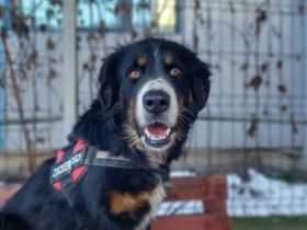 Bildschöne, stattliche und ausgeglichene Pantera Negra