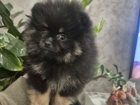 Reinrassige Pomeranian Zwergspitz Welpen