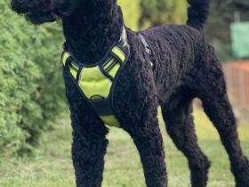 Deckrüde – Schwarzer Großpudel, 56 cm, fast 2 Jahre