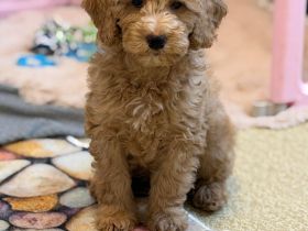 Pudel - Kleinpudel - Mittelpudel - Welpen