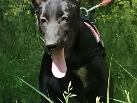 Marxdorfer Wolfshund Welpen