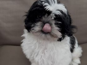 Shih-Tzu-Mix-Welpe