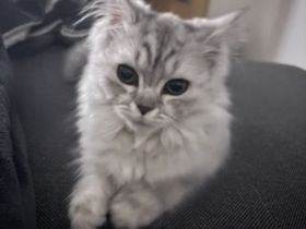 Schneewittchen sucht ein liebevolles Zuhause