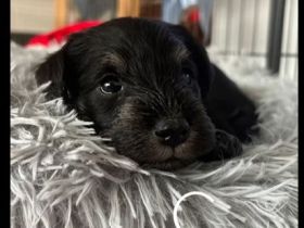 Zwergschnauzer Welpen (schwarz-silber)