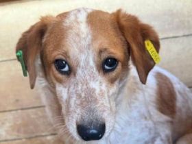 Luz, wer gibt einer lieben, aber scheuen Hündin eine Chance auf liebevolle Bindung? 2J, 45 cm