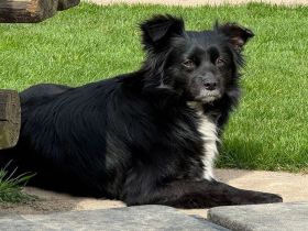 Zelda, defensive Hündin, die erfahrene Menschen mit Zeit und Geduld braucht, 4,5J, 40 cm