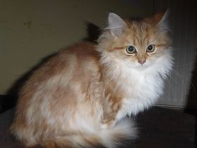 sibirische Katzenbabys mit Stammbaum