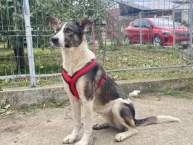 Wer schenkt der hübschen Kiwi sein Herz?