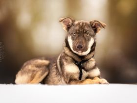 Cinamon auf der Suche nach Liebe