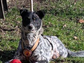 Darf Rocky nochmal ankommen?