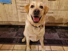 Yue sucht ein Zuhause