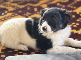 Nancy - bezauberndes Hundemädchen