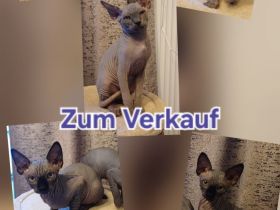 Sphinx katzenbabies