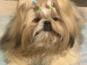 Shih Tzu Rüde mit FCI-Papieren