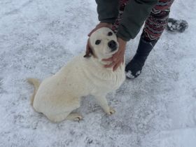 Fröhlicher Sausewind Eik