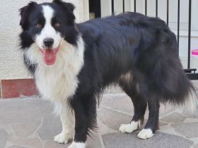 Australian Shepherd Deckrüde, ASCA, DNA VP, black bi (rf), FREI von Gendefekten