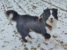 Australian Shepherd Deckrüde, ASCA, DNA VP, black bi (rf), FREI von Gendefekten