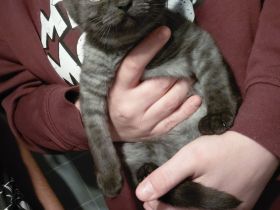 Süße BKH Katze sucht liebevolles zu Hause