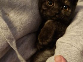 Süße BKH Katze sucht liebevolles zu Hause