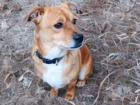 Milo in 88639 Wald sucht sein Für-immer-Zuhause