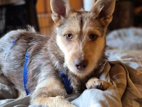 Goldie auf Pflegestelle in 45888 Gelsenkirchen sucht ihr Für-immer-Zuhause