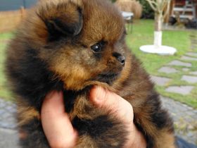 Pomeranian Welpe