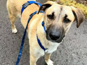 Jacky auf Pflegestelle in 72202 Nagold sucht ihr Für-immer-Zuhause