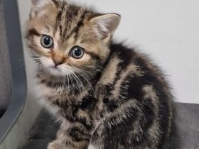 Zauberhafter BKH-Junge in black golden tabby classic vom Züchter