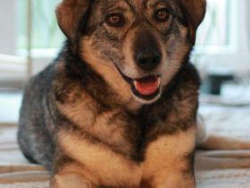 Gina auf Pflegestelle in 85737 Ismaning sucht ihr Für-immer-Zuhause