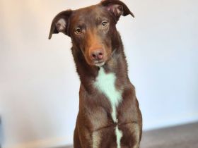 Skadi in 23845 Borstel sucht ihr Für-immer-Zuhause