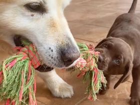 Liebevolle Labrador-Rüden und -Hündinnen suchen ein neues Zuhause.