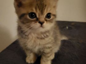 Zauberhafter  baby schmuse Katerchen