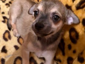 4 Rüden suchen ein zu Hause