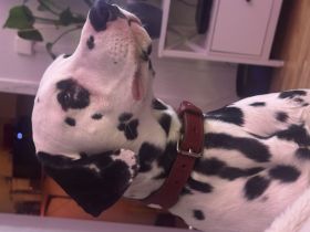 Dalmatiner 8 Monate alt