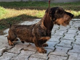 1,5 Jahre alter Dackel