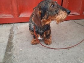 1,5 Jahre alter Dackel