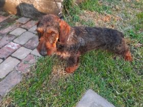Dackel männlicher Hund