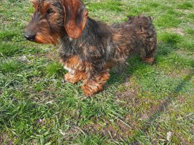 1,5 Jahre alter Dackel