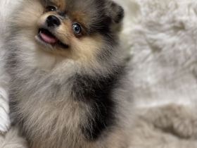 Zwergspitz Pomeranian Welpen weiblich schwarz & Black Merle Tan mit Ahnentafel