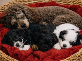 Maltipoo Welpen suchen dich