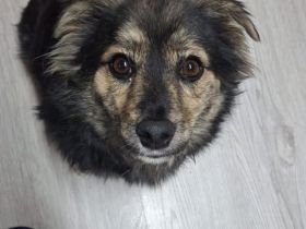 Leo: Ein kleiner Charmeur sucht das ganz große Glück