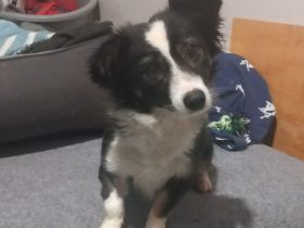 Hündin Luisa / kastriert / demnächst in einer Pflegestelle in 63517 Rodenbach (Hessen)