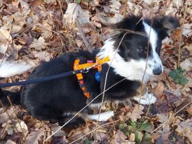 Welpe Teddy / männlich / in 12359 Berlin